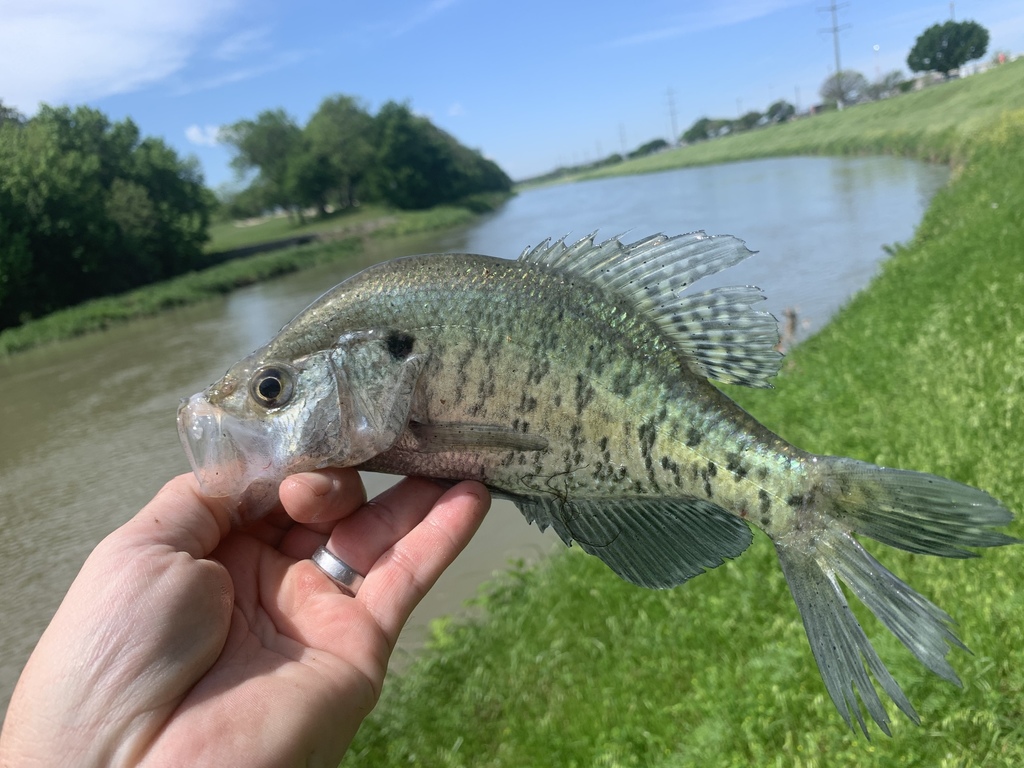 White Crappie from Clear Fork Trinity River, Fort Worth, TX, US on ...