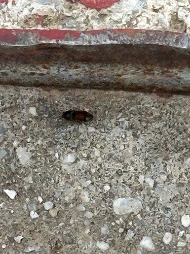 Drasterius bimaculatus