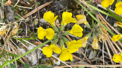 Hippocrepis comosa
