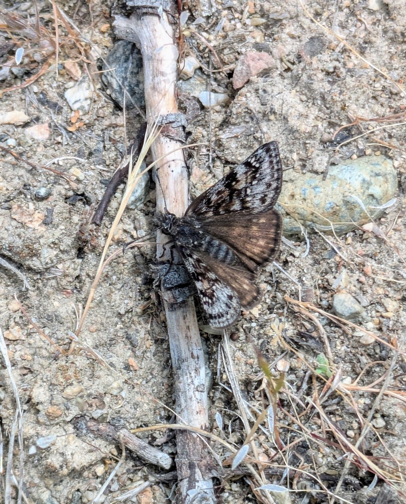 Pacuvius Duskywing