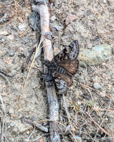 Pacuvius Duskywing