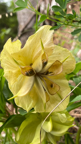 Helleborus niger