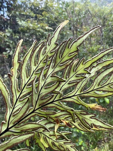 Doryopteris decipiens observed 2026-05-18