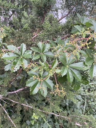Parthenocissus heptaphylla, photograph 4