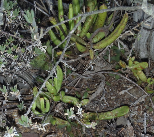 Image of Bell Pigsear (Cotyledon campanulata) by (c) Nicola van Berkel, some rights reserved (CC BY-SA)