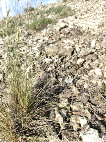 Helictotrichon desertorum, photograph 1