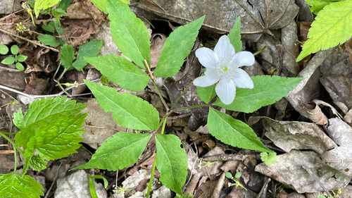 Anemonoides trifolia