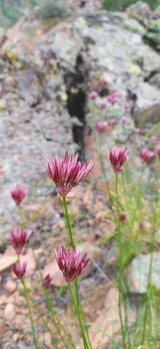 Allium inconspicuum (Allium inconspicuum)