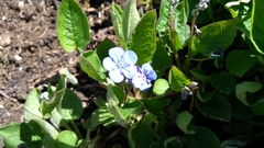 Omphalodes verna