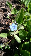 Omphalodes verna