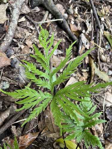 Doryopteris angelica, 2026-05-18
