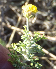Pentzia punctata