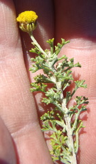 Pentzia punctata