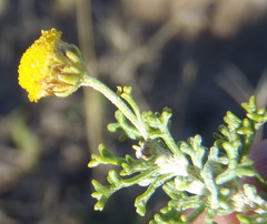 Pentzia punctata