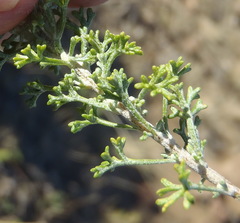 Pentzia punctata