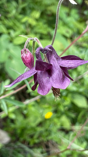 Aquilegia atrata