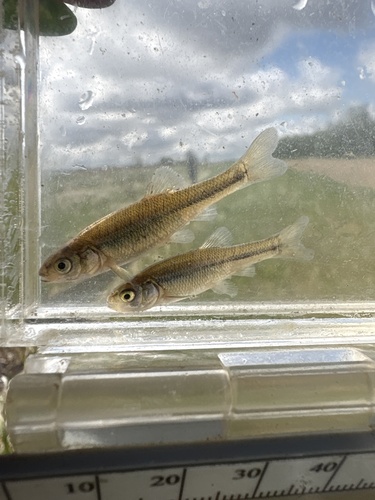 Fathead Minnow