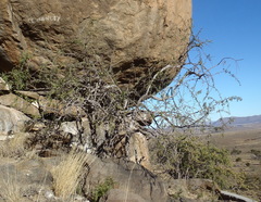 Gymnosporia linearis linearis