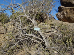 Gymnosporia linearis linearis