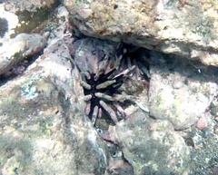Eucidaris galapagensis