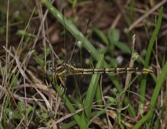 Phanogomphus militaris