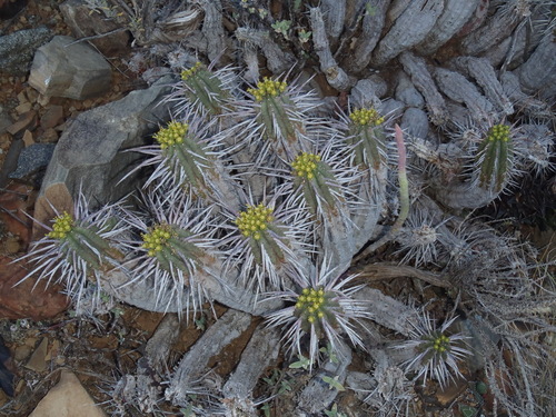 Image of Euphorbia ferox by (c) Nicola van Berkel, some rights reserved (CC BY-SA)