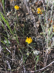 Chaenactis glabriuscula