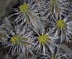 Euphorbia ferox