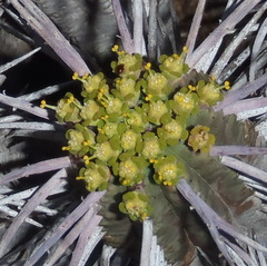 Euphorbia ferox