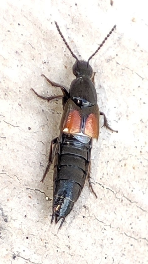 Philonthus nitidicollis