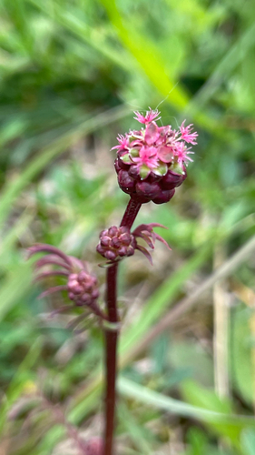 Sanguisorba minor