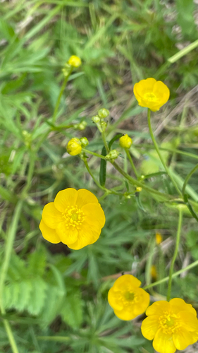 Ranunculus acris