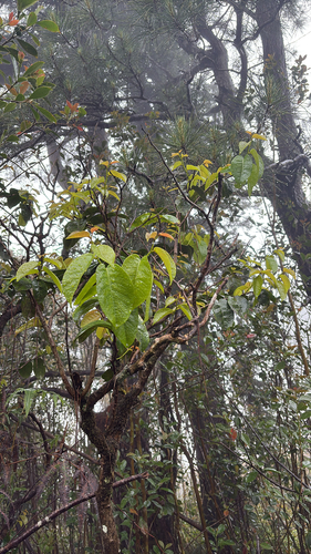 Antidesma platyphyllum observed 2026-05-18