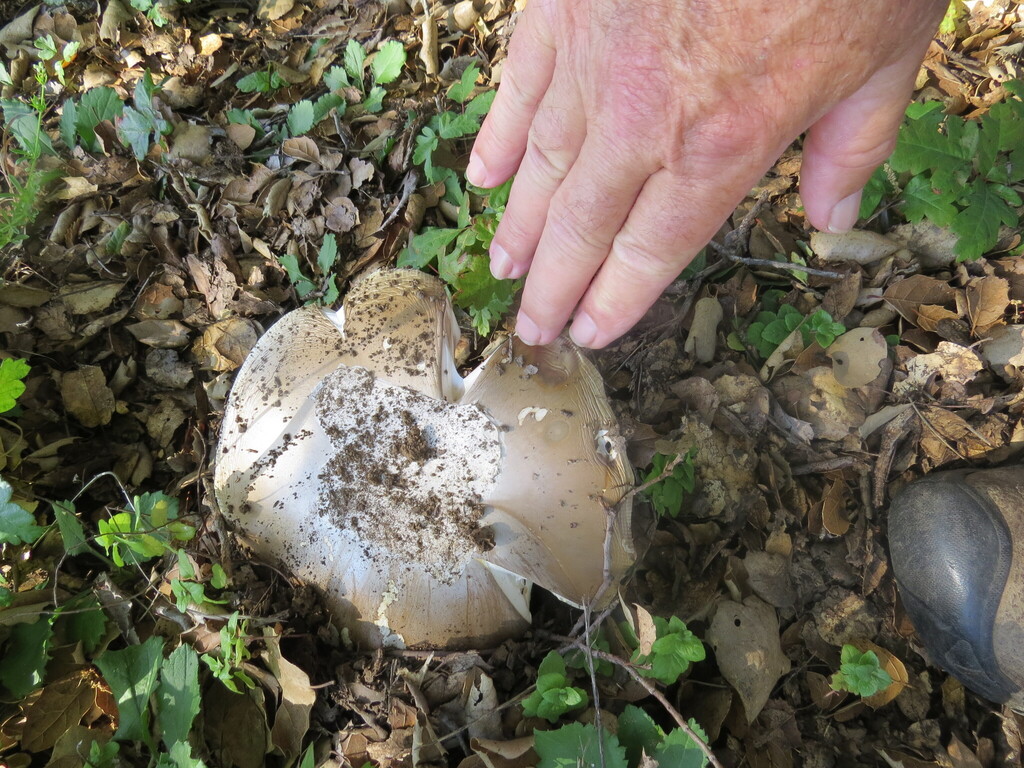 Deathcap · May 2026 · photo: Photo: (c) Garth Harwood, some rights reserved (CC BY) · iNaturalist