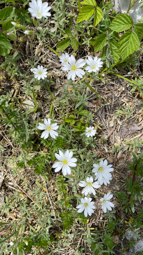 Cerastium tomentosum