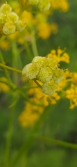 author not stated, no rights reserved Prangos pabularia, photograph author not stated, no rights reserved