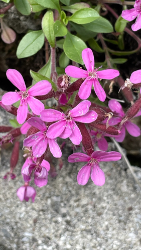 Saponaria ocymoides