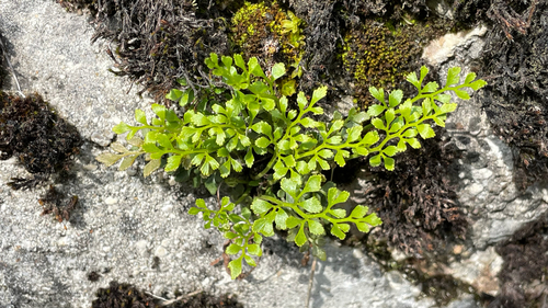 Asplenium ruta-muraria