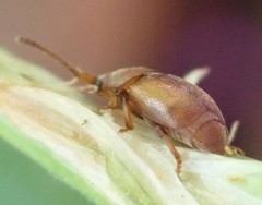 Kateretes pedicularius