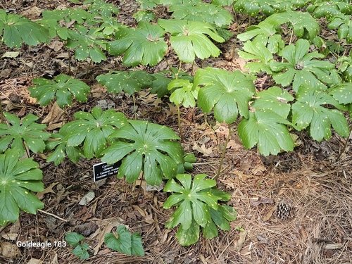 mayapple