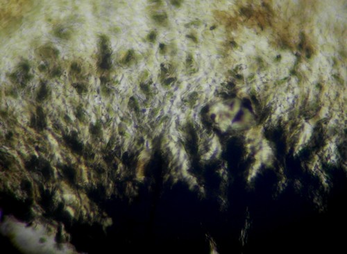 iNaturalist | (c) eikeh99, some rights reserved (CC BY-NC), uploaded by eikeh99 Representative image of Rhypophila myriospora