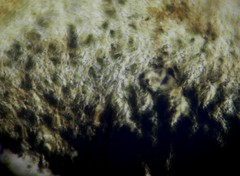 Podospora myriospora