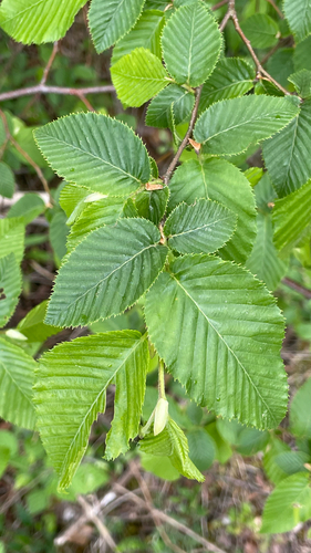 Ostrya carpinifolia