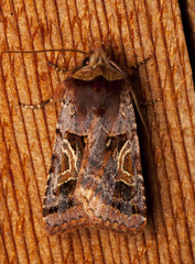 Cerastis enigmatica