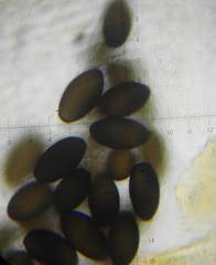 Podospora myriospora