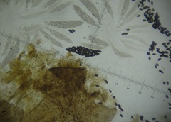 Podospora myriospora