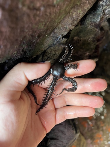 Ophiocoma aethiops observed 2026-05-19