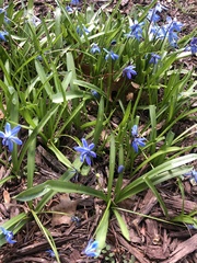 Scilla siberica