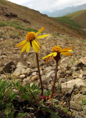 Packera heterophylla