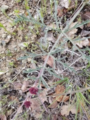 Lomatium hooveri